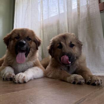 Anna -  Caucasian Sheepdog Caucasian Ovtcharka Dog for Adoption in Medford Lakes, New Jersey - Anna | PetCurious