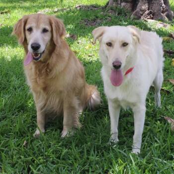 Lupe -  Golden Retriever Dog for Adoption in Miami, Florida - Lupe | PetCurious