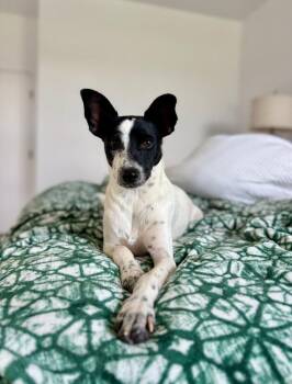 Louie Long Legs -  Rat Terrier and Jack Russell Terrier Dog for Adoption in Friendswood, Texas - Louie Long Legs | PetCurious