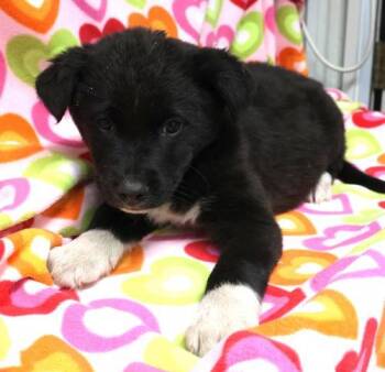 Rescue Shepherd Dogs for Adoption in Thief River Falls, Minnesota - Bex | PetCurious