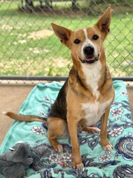 Terrier Dogs Available for Adoption in Canyon Lake, Texas - Breezy | PetCurious