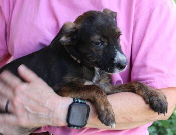 Mason 44382 -  Terrier Dog for Adoption in Prattville, Alabama - Mason 44382 | PetCurious