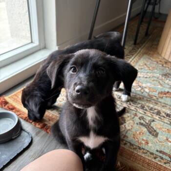 Labrador Retriever and Border Collie Dogs Available for Adoption in San Diego, California - Winona | PetCurious