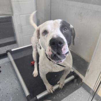 Patches 26-218 -  Pit Bull Terrier Dog for Adoption in Tawas City, Michigan - Patches 26-218 | PetCurious