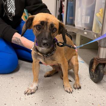 Merida -  Mixed Breed Dog for Adoption in Indianapolis, Indiana - Merida | PetCurious