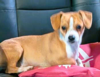 Toast -  Chihuahua Dog for Adoption in Crescent, Oklahoma - Toast | PetCurious