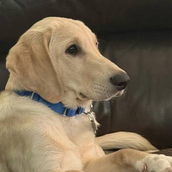 Labrador Retriever and Labradoodle Dogs Available for Adoption in Jay, New York - Cooper | PetCurious