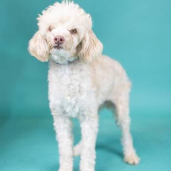 Winston -  Miniature Poodle Dog Available for Adoption in Portland, Oregon - Winston | PetCurious