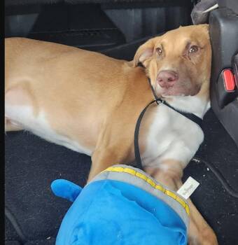 Frank -  Labrador Retriever and Pointer Dog for Adoption in Mckinney, Texas - Frank | PetCurious