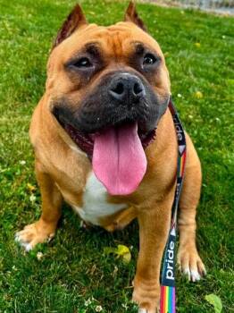Big Mama -  Mixed Breed Dog for Adoption in West Chester, Pennsylvania - Big Mama | PetCurious