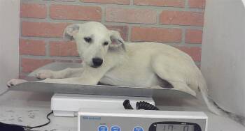 ALEXA -  German Shepherd Dog and Mixed Breed Dog for Adoption in Houston, Texas - ALEXA | PetCurious
