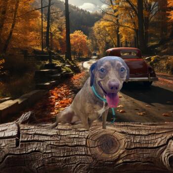 Beagle Dogs Available for Adoption - Miso | PetCurious