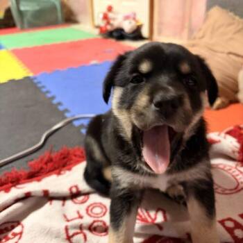 German Shepherd Dog and Husky Dogs Available for Adoption in Vienna, Ontario - Jenny | PetCurious