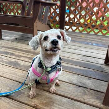 Oso -  Poodle Dog for Adoption in Phoenixville, Pennsylvania - Oso | PetCurious