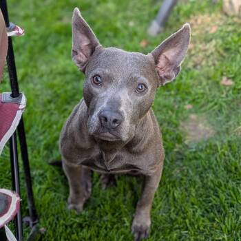 Gracie -  Pit Bull Terrier Dog for Adoption in Oregon, Wisconsin - Gracie | PetCurious