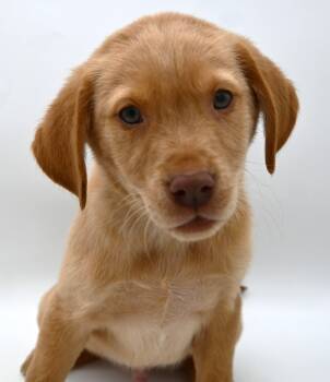 Yellow Labrador Retriever Dogs Available for Adoption - Beaudacious (most Affectionate Puppy Ever!) | PetCurious