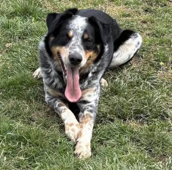 Australian Cattle Dog Blue Heeler and Mixed Breed Dogs Available for Adoption in New Albany, Ohio - Ollie | PetCurious