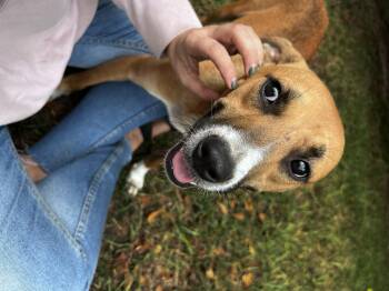 Rescue Terrier Dogs for Adoption in Clinton, North Carolina - Ivy | PetCurious