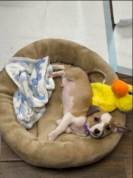 Jack Russell Terrier and Mixed Breed Dogs Available for Adoption - Timon | PetCurious