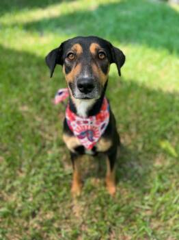 Nola (fka Allie) -  Beagle and Australian Cattle Dog Blue Heeler Dog for Adoption in Houston, Texas - Nola (fka Allie) | PetCurious