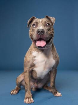 Rookie -  Mixed Breed Dog for Adoption in Atlanta, Georgia - Rookie | PetCurious