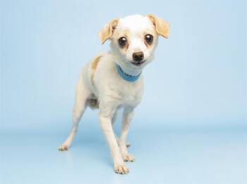 Chihuahua Dogs Available for Adoption in Phoenix, Arizona - MEG | PetCurious
