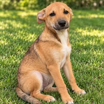 PHILOCTETES -  Mixed Breed Dog for Adoption in Cranston, Rhode Island - PHILOCTETES | PetCurious