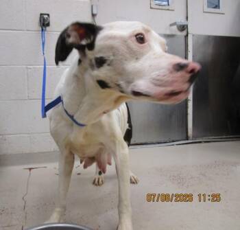Chanel(800) -  Terrier Dog for Adoption in Marietta, Georgia - Chanel(800) | PetCurious