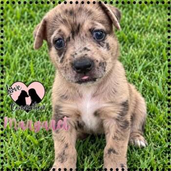 Margaret -  Australian Shepherd Dog for Adoption in Gilbert, Arizona - Margaret | PetCurious