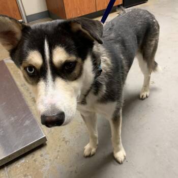 STORM -  Husky Dog for Adoption in Yuma, Arizona - STORM | PetCurious