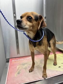 Lorenzo -  Terrier Dog for Adoption in Marietta, Georgia - Lorenzo | PetCurious