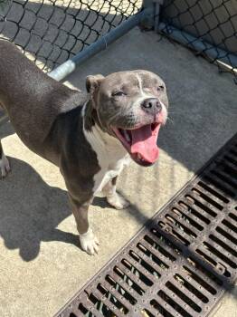 Pit Bull Terrier Dogs Available for Adoption in Chicago, Illinois - Capelette | PetCurious