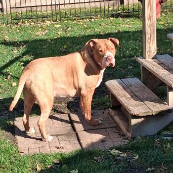 Mac -  Pit Bull Terrier and Mastiff Dog for Adoption in Naperville, Illinois - Mac | PetCurious