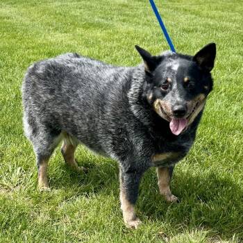 Australian Cattle Dog Blue Heeler Dogs Available for Adoption - Rosie | PetCurious