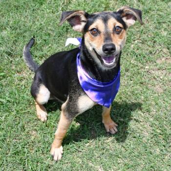 Beagle Dogs Available for Adoption in Beaumont, Texas - Taterbug | PetCurious