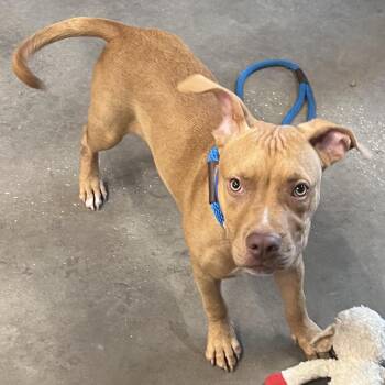 Wiley -  Terrier Dog for Adoption in Tampa, Florida - Wiley | PetCurious