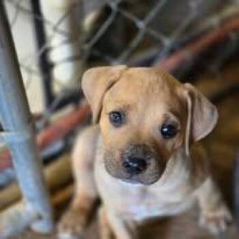Frito -  Mixed Breed Dog for Adoption in Cullman, Alabama - Frito | PetCurious