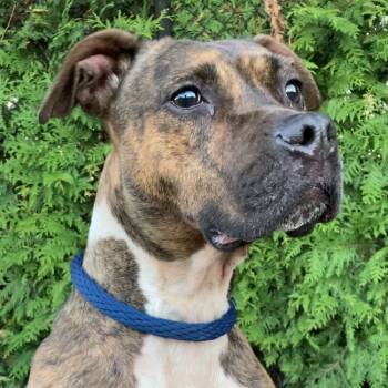 Rescue Mixed Breed Dogs for Adoption in Philadelphia, Pennsylvania - Dan Flashes | PetCurious