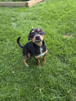Stallone -  Terrier Dog for Adoption in Brooklyn Center, Minnesota - Stallone | PetCurious