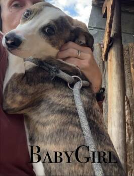 Baby Girl -  Mixed Breed Dog for Adoption in Craig, Colorado - Baby Girl | PetCurious
