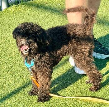 Nola -  Poodle and Mixed Breed Dog for Adoption in Cape Coral, Florida - Nola | PetCurious