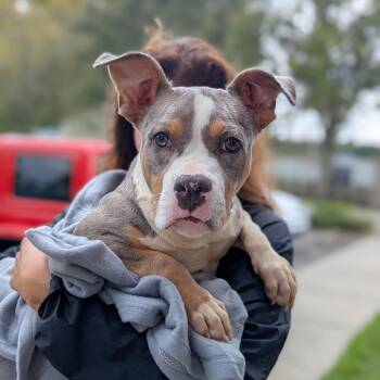Pepe le PP -  Mixed Breed Dog for Adoption in Savannah, Georgia - Pepe Le PP | PetCurious