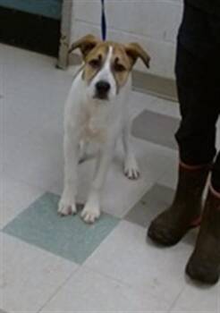 Anatolian Shepherd Dogs Available for Adoption in Oklahoma City, Oklahoma - A475108 | PetCurious