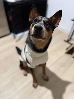 Enzo -  Australian Shepherd and Australian Cattle Dog Blue Heeler Dog for Adoption in Dallas, Texas - Enzo | PetCurious