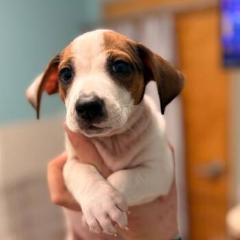 Sylvester -  Mixed Breed Dog for Adoption in Columbus, Georgia - Sylvester | PetCurious