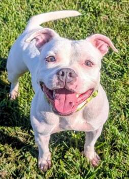 LIL DEBBIE -  Staffordshire Bull Terrier Dog for Adoption in Akron, Ohio - LIL DEBBIE | PetCurious
