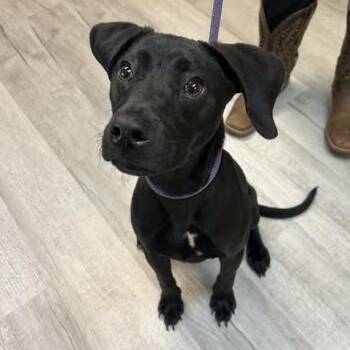 Bagheera -  Mixed Breed Dog for Adoption in Emporia, Kansas - Bagheera | PetCurious