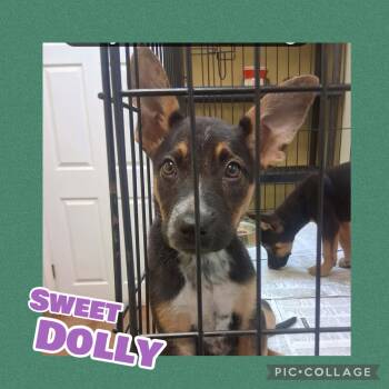 Sweet Dolly -  German Shepherd Dog Dog for Adoption in Ringwood, New Jersey - Sweet Dolly | PetCurious