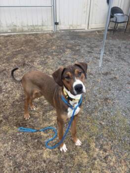 SHARKBOY -  Hound and Mixed Breed Dog Available for Adoption in Hagerstown, Maryland - SHARKBOY | PetCurious