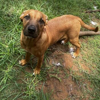Griffin -  Black And Tan Coonhound and Hound Dog for Adoption in Pottsboro, Texas - Griffin | PetCurious